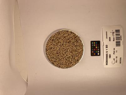 Click for 1 image(s) for this accession. SEED